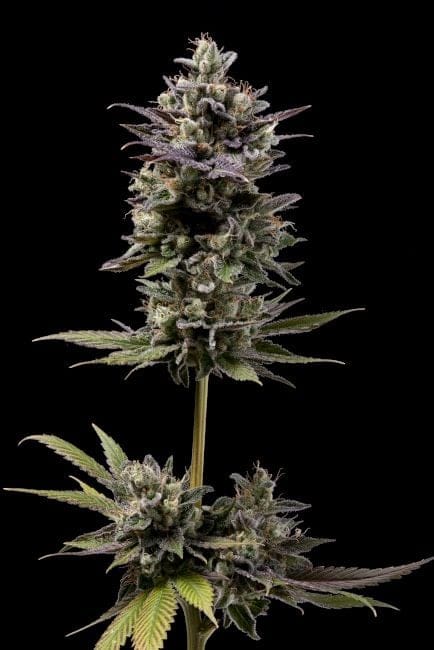 Chem D-Light Regular Seeds - 11-GRB-CHDX89NL5-REG-11