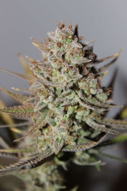 Cherry Trance Regular Seeds - 11-BODH-CHTR-REG-11