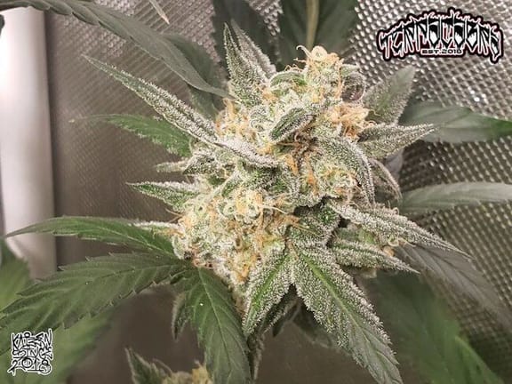 Compound V F1 Auto Feminized Seeds-NOWL-COMVF1-AUTO-FEM