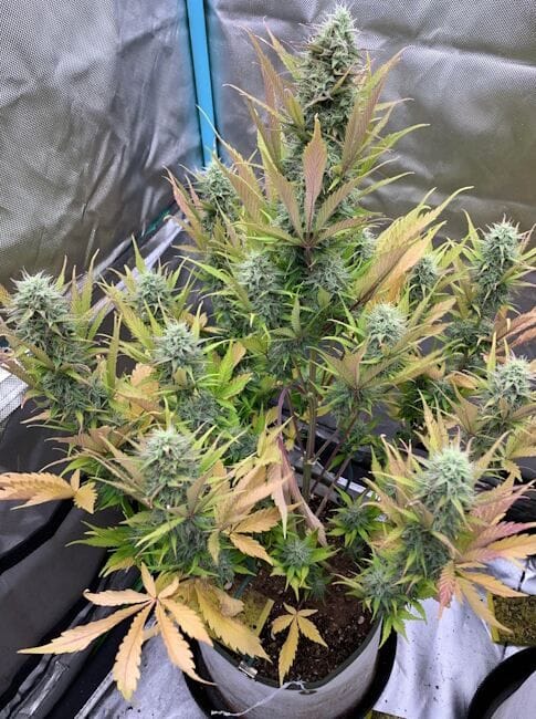 Compound V F1 Auto Feminized Seeds-NOWL-COMVF1-AUTO-FEM
