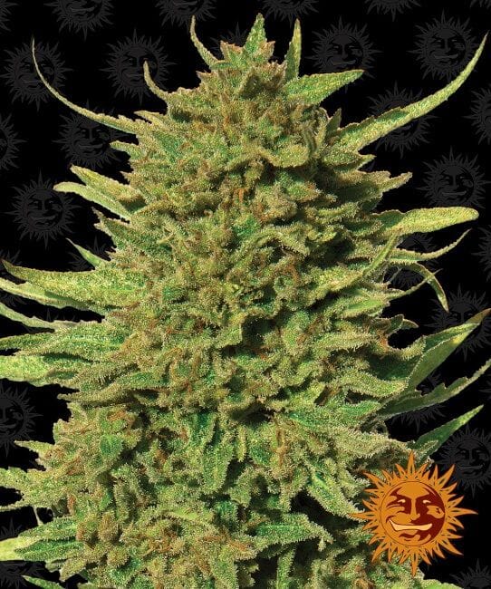Critical Kush Regular Seeds - 10-BFSCK-REG-10