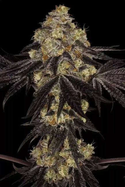 Sunset Paradise Feminised Seeds-PARA-SUNPAR-FEM