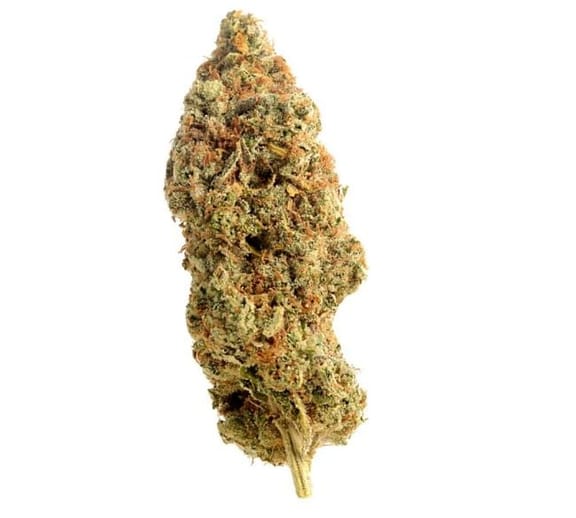 Amnesia Haze Regular Seeds - 10-AMG-AMHAZ-REG-10