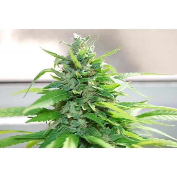 Valentine's Regular Cannabis Seeds Collection-VALENTINE-REG