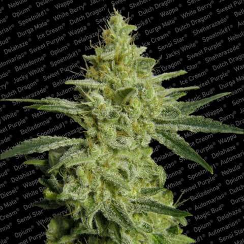 Allkush Feminised Seeds-paradise-allkush