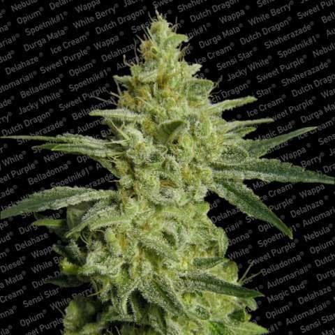 Allkush Feminised Seeds-paradise-allkush