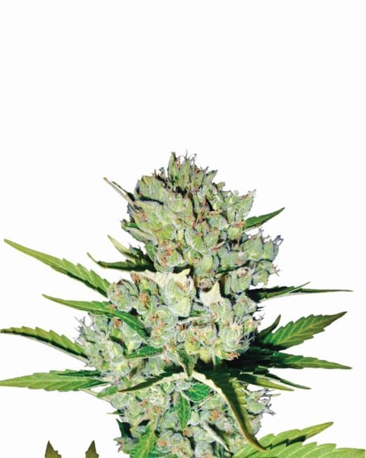 Skunk #1 Auto Feminised Seeds - 5-NV-SK1-AUTO