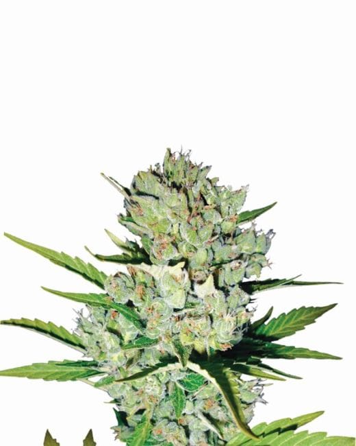 Skunk #1 Auto Feminised Seeds - 5-NV-SK1-AUTO