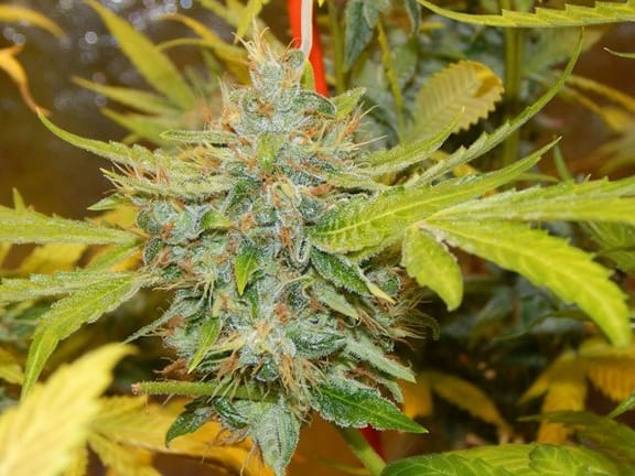 Devil's Hash Plant Regular Seeds - 11-BODH-DHP-REG-11