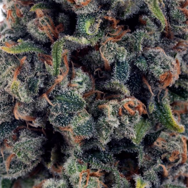 Jack the Ripper Feminised Seeds - 5-TGA-JTR-FEM-5