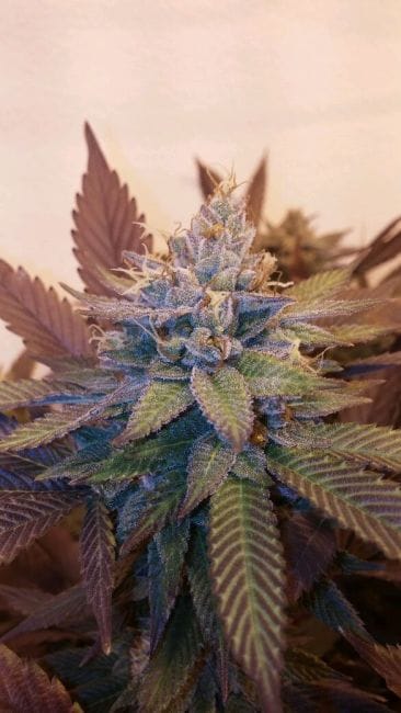 Viper City OG 13 Feminised Seeds - 6-MOX-002-F6