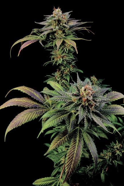 Blue Widow Feminised Seeds-DINA-BLUE-WIDOW
