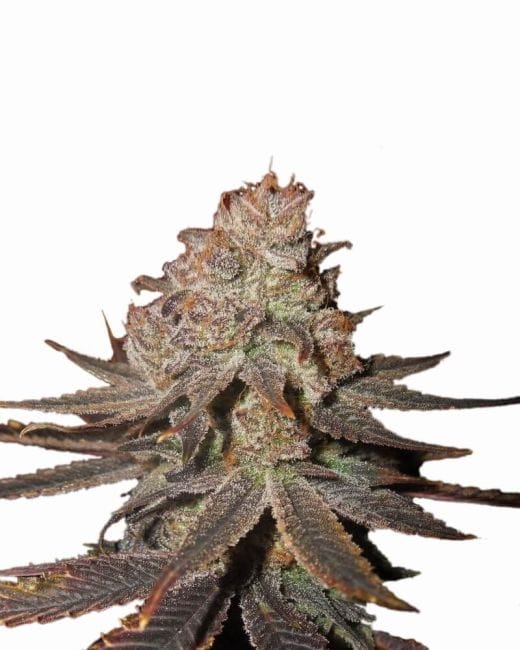 Blueberry Auto Feminised Seeds - 5-NV-BLUB-AUTO