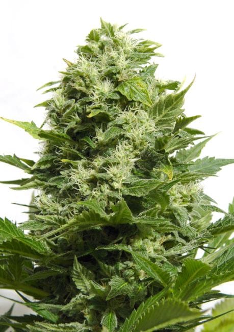 Big Buddha Cheese Feminised Seeds-BB-Big-Buddha-Cheese