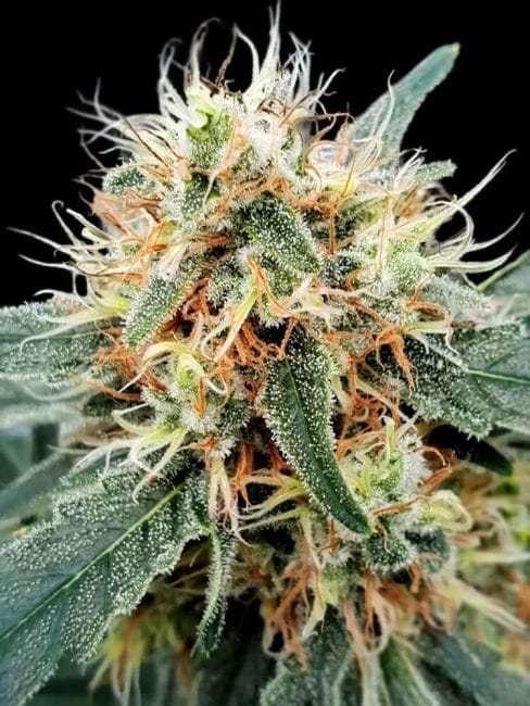 Stromboli Auto Feminised Seeds-PARA-STROM-AUTO-FEM