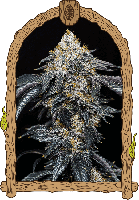 Quicklato Sherbet Feminised Seeds-EXO-QKLSH-FEM