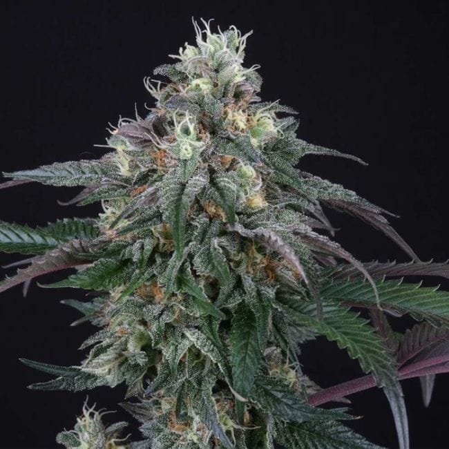 Lemon Curd Feminised Seeds - 6-PTS-LC-FEM-6