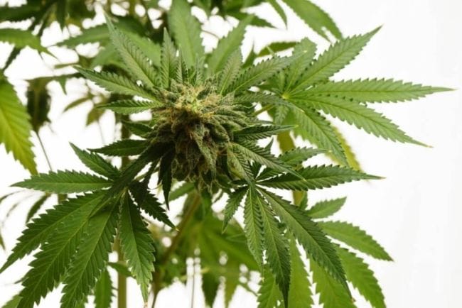 Hellfire OG Feminised Seeds-KBHOG