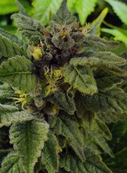 Elliot's Sister Regular Seeds - 12-BCBD-ELSIS-REG-12