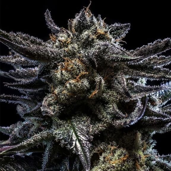 Zombie Kush Auto Feminised Seeds-RIPP-ZK-AUTO-FEM