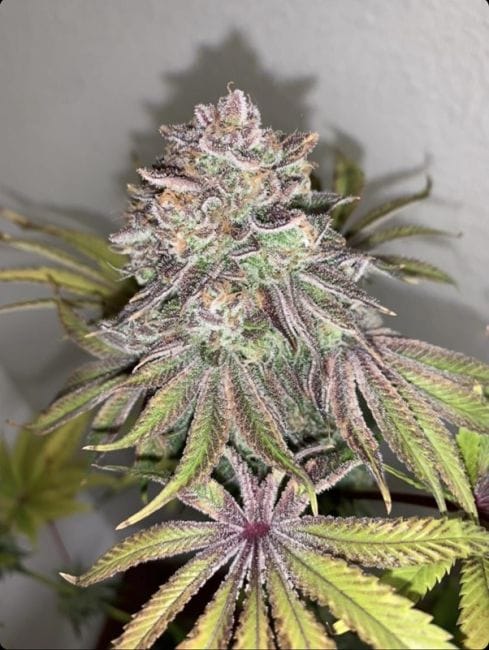 Limón Picón Regular Seeds - 3-PCG-LP-REG-3