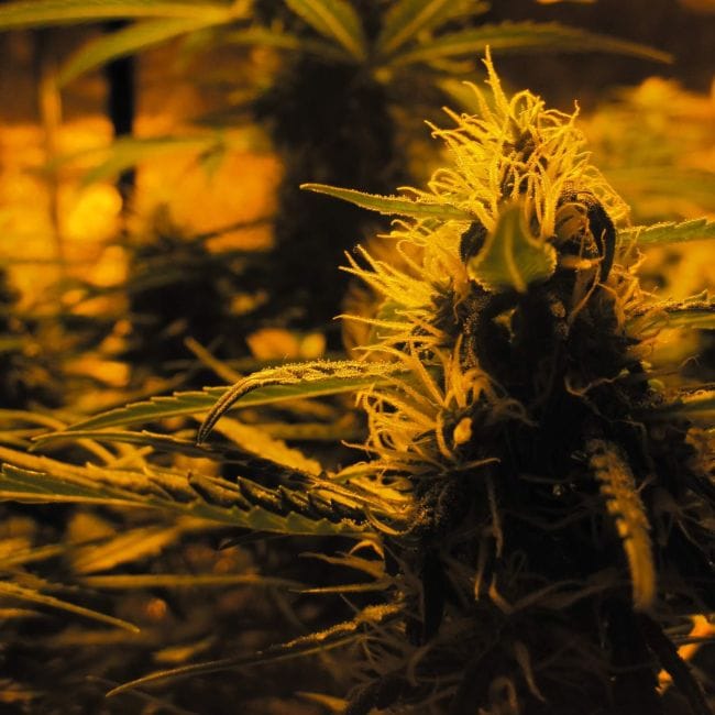 Lowryder Auto Feminised Seeds-DRCH-LOW2-AUTO-FEM