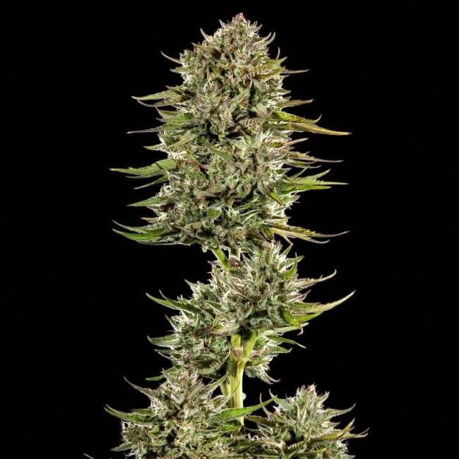 Face Gas AUTO Feminised Seeds - 5-TRS-FG-AUTO-FEM-5