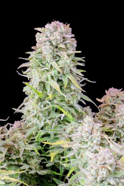 Original Afghan Kush Auto Feminised Seeds-FB-AFKU-AUTO-FEM