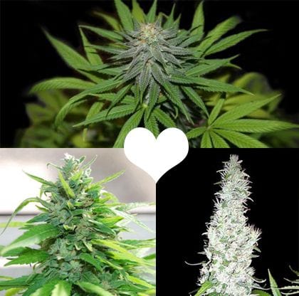 Valentine's Regular Cannabis Seeds Collection-VALENTINE-REG