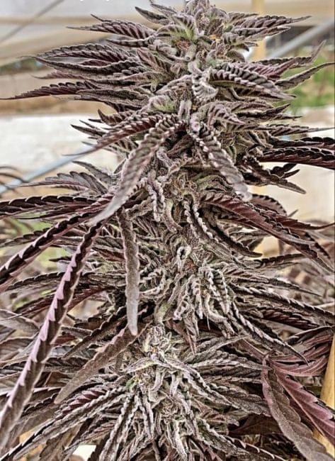 Lemon Caramel Regular Seeds - 3-PCG-LC-REG-3