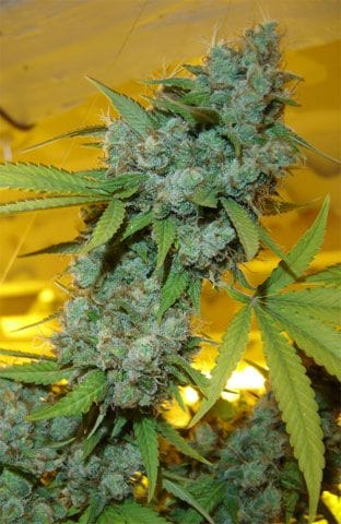 White Skunk Feminised Seeds-SDSM-WS-FEM