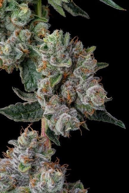 Glue 31 Feminized Seeds-COM-GL31-FEM
