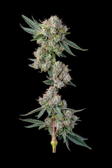 Glue 31 Feminized Seeds-COM-GL31-FEM
