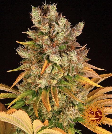 GMO Feminised Seeds-BFS-GMO-FEM