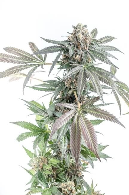 Gorilla Cookies Cake Auto Feminised Seeds-MOSCA-GCC-AUTO-FEM