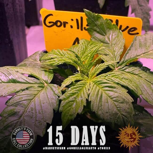Sale of feminised auto-flowering cannabis seed Seed Stockers Gorilla Glue  Autofl