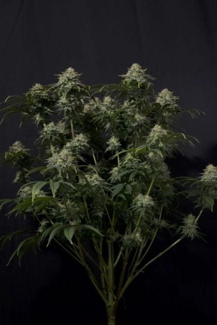 Gorilla Cookies Fast Feminized Seeds-FB-GORCOOK-FAST-FEM
