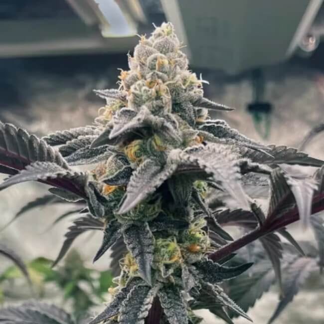 Hasbulla Feminised Seeds - 5-TRS-HAS-FEM-5