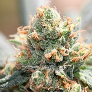 HashTonic Feminised Seeds - 5-ACEHTFEM5