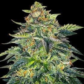 London Cream Cake Auto Feminised Seeds - 5-G13L-LCC-AUTO-FEM-5