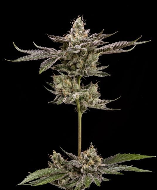 Northern Lemons Regular Seeds - 11-GRB-LPX89NL5-REG-11