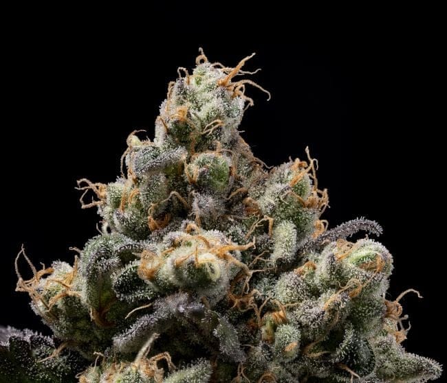 Northern Mints Regular Seeds - 11-GRB-AMX89NL5-REG-11