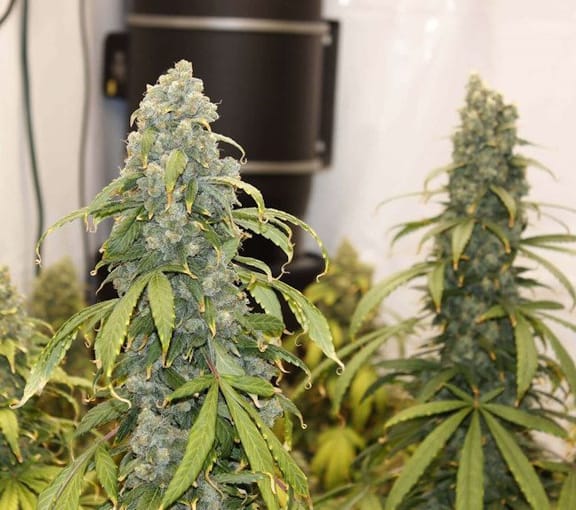 Old Soul Regular Seeds - 11-BODH-OLDS-REG-11