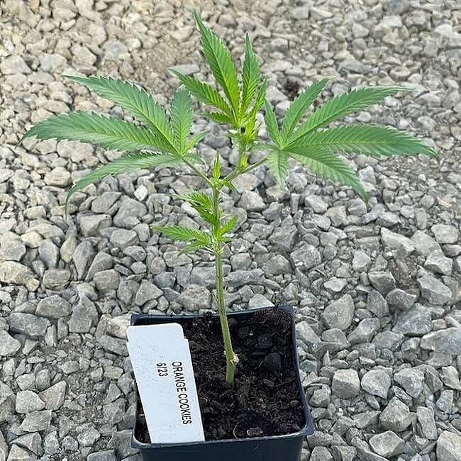 Orange Cookies Clones | Buy rooted clones from Seedsman