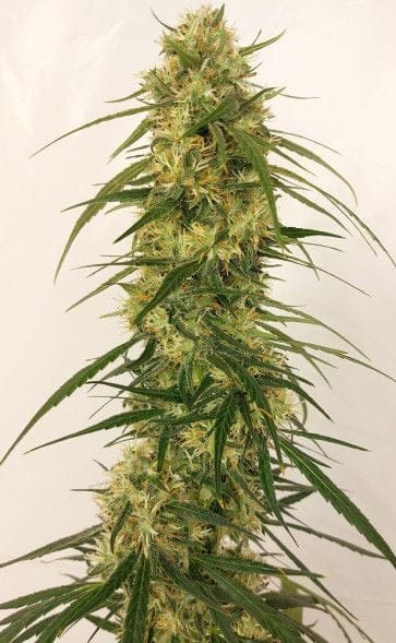 Panama A5 Haze Feminised Seeds - 5-ACEPNMA5HFEM5