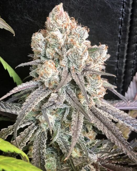 Pillow Talk Feminized Seeds-MOSCA-PITA-FEM