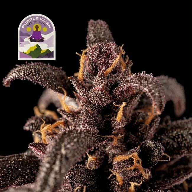 Buy Purple Kush CBD 1:1 Auto Feminised Seeds