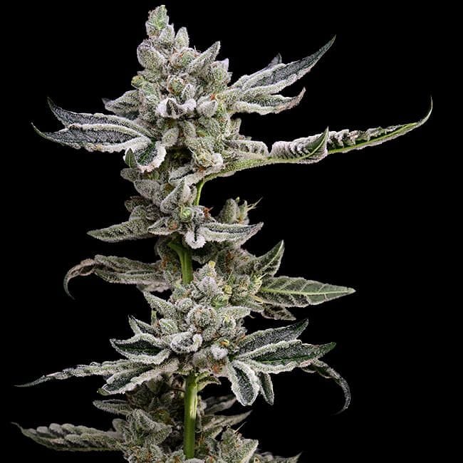 Platinum Affie 78 Regular Seeds - 11-GRB-PA78-REG-11