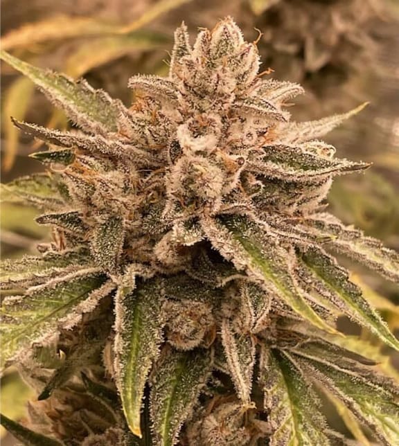 Pre 98 Episode 1 F4 Auto Feminized Seeds-NOWL-P98EP1F4-AUTO-FEM