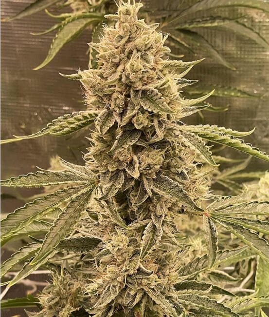 Pre 98 Episode 1 F4 Auto Feminized Seeds-NOWL-P98EP1F4-AUTO-FEM